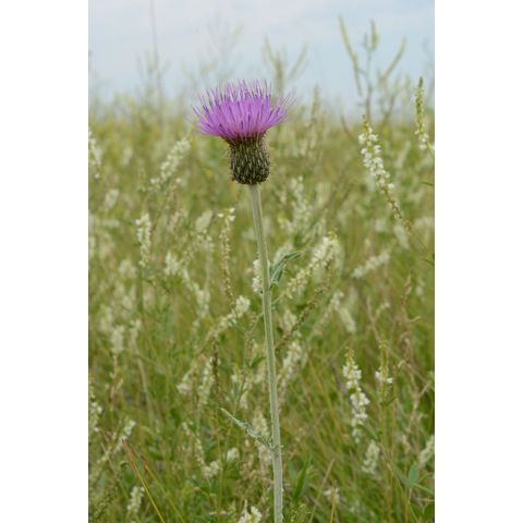 Cirsium flodmanii