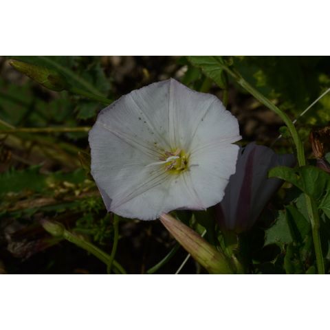 Convolvulus arvensis