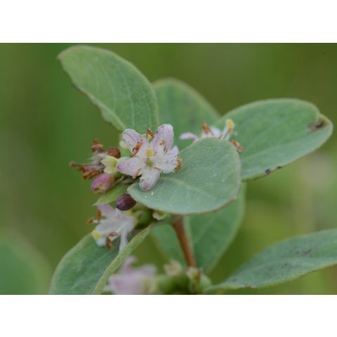 Symphoricarpos occidentalis