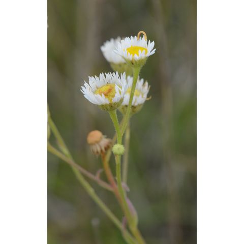 Erigeron strigosus