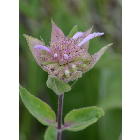 Monarda fistulosa