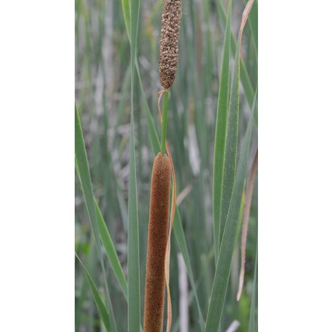 Typha angustifolia