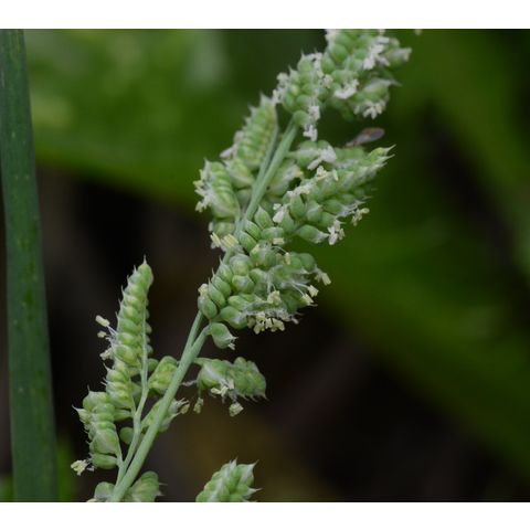 Beckmannia syzigachne