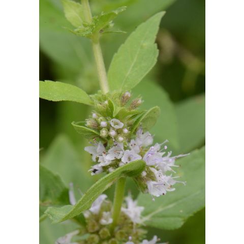 Mentha arvensis