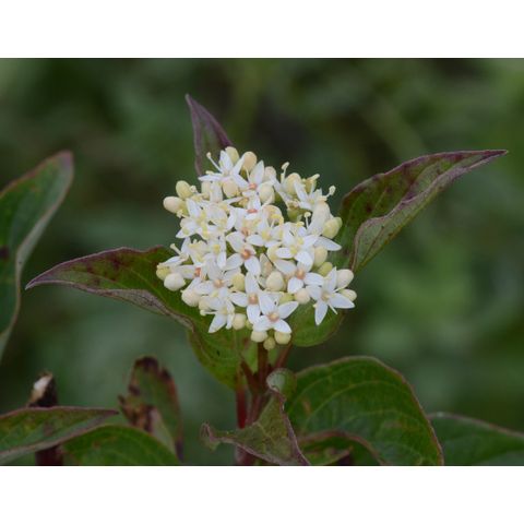 Cornus sericea