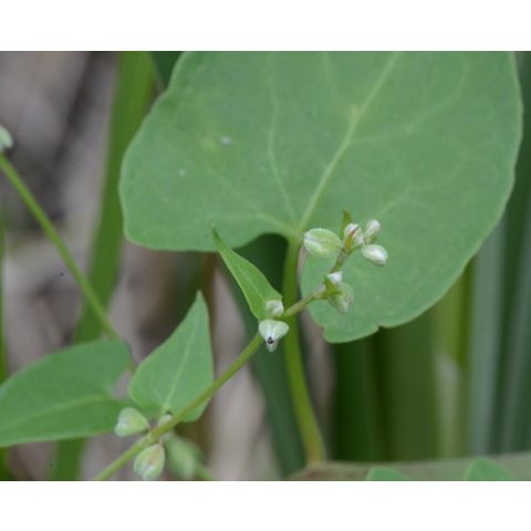 Polygonum convolvulus