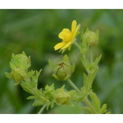 Potentilla rivalis