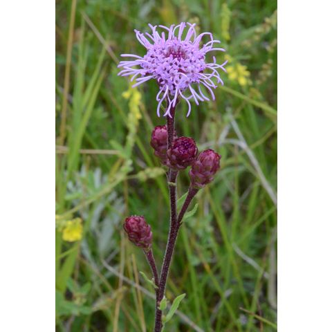 Liatris ligulistylis