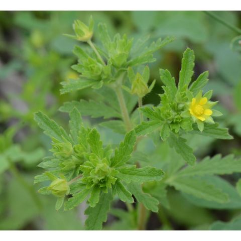 Potentilla paradoxa