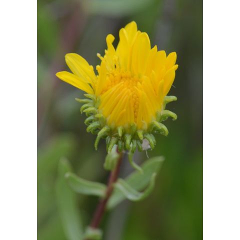 Grindelia squarrosa