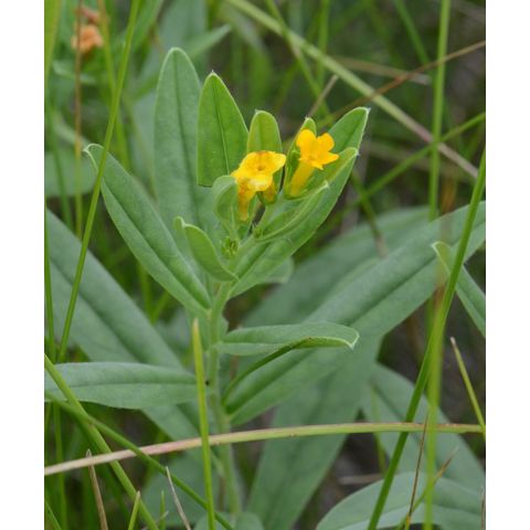 Lithospermum canescens