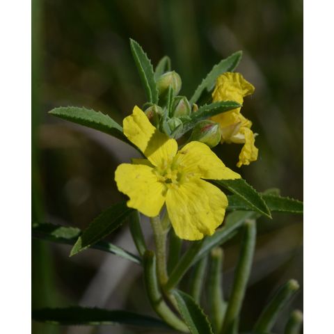Calylophus berlandieri