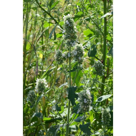Nepeta cataria
