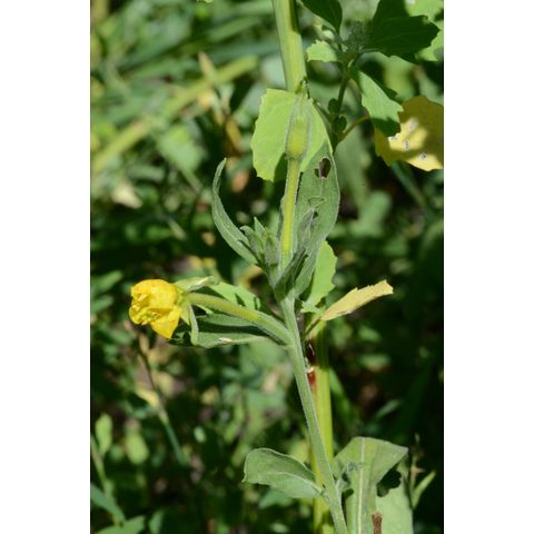 Oenothera biennis