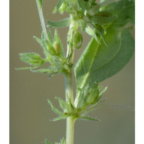 Parietaria pensylvanica