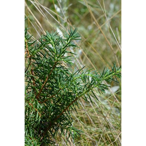 Juniperus communis