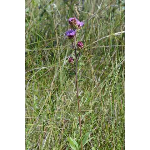 Liatris ligulistylis