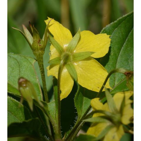 Lysimachia ciliata