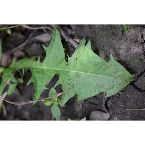 Taraxacum officinale