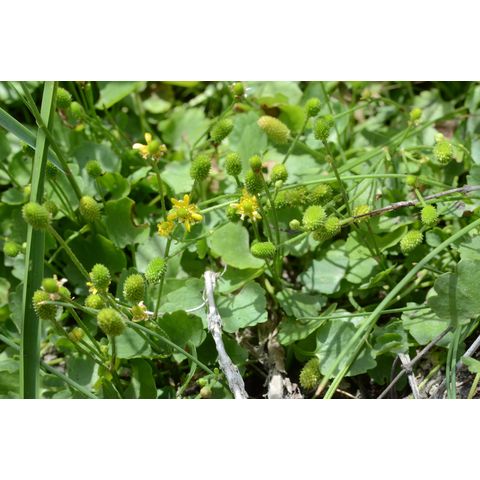 Ranunculus cymbalaria