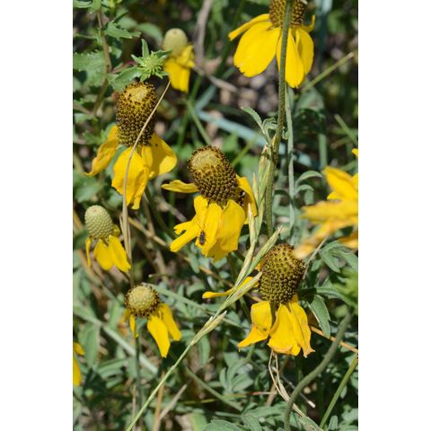 Ratibida columnifera