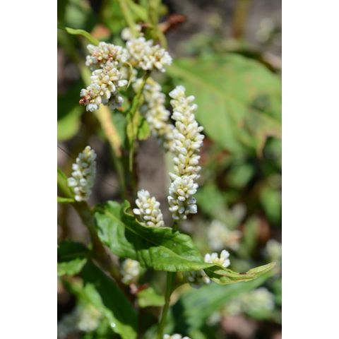 Polygonum lapathifolium