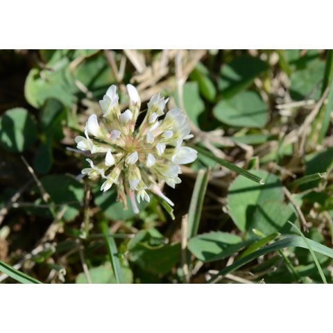 Trifolium repens