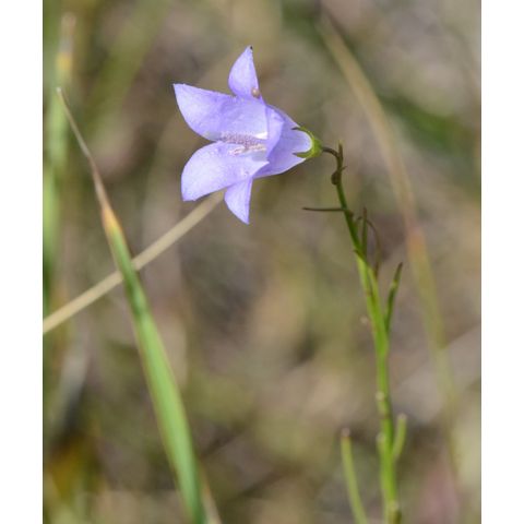 Campanula rotundifolia