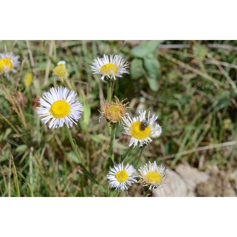 Erigeron glabellus