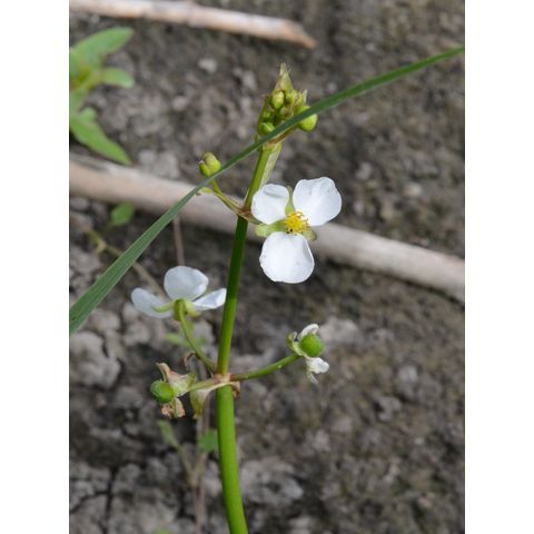 Sagittaria cuneata
