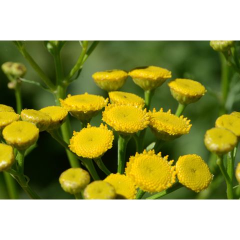 Tanacetum vulgare