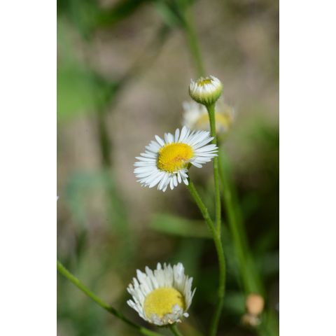 Erigeron philadelphicus