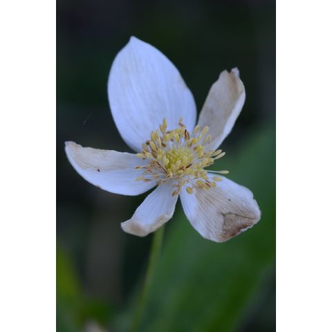Anemone canadensis