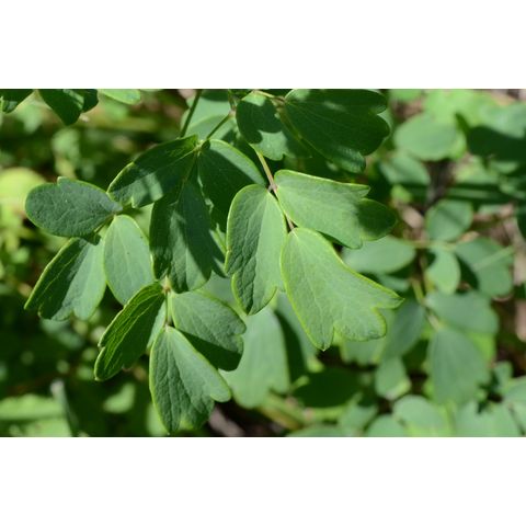 Thalictrum dasycarpum