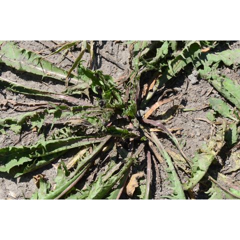 Taraxacum officinale