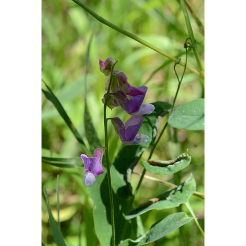 Lathyrus venosus