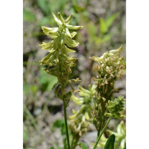 Astragalus canadensis