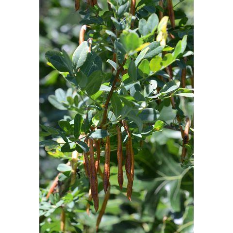 Caragana arborescens