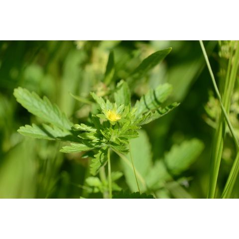 Potentilla rivalis