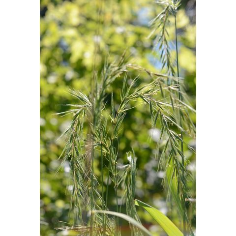 Elymus canadensis