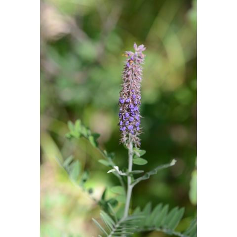 Amorpha canescens