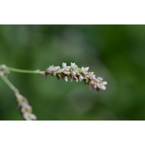 Polygonum lapathifolium