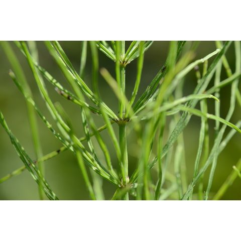 Equisetum arvense
