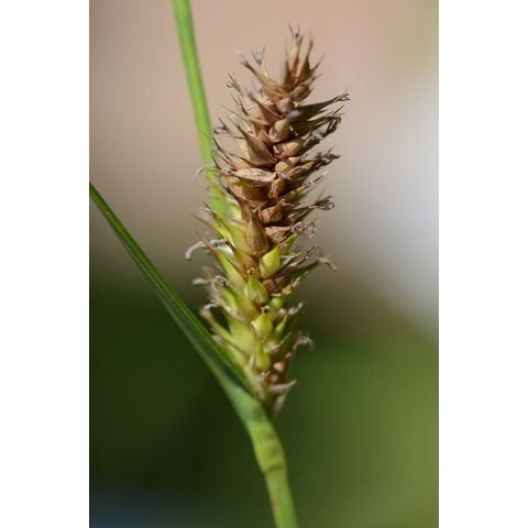 Carex atherodes