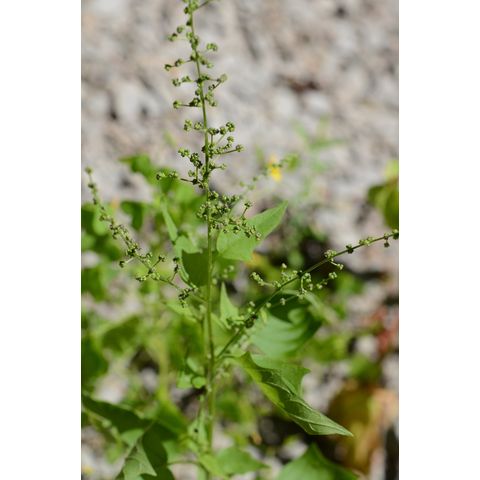 Chenopodium simplex