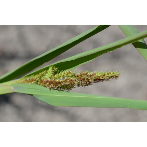 Echinochloa crus-galli