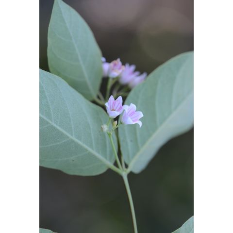 Apocynum androsaemifolium