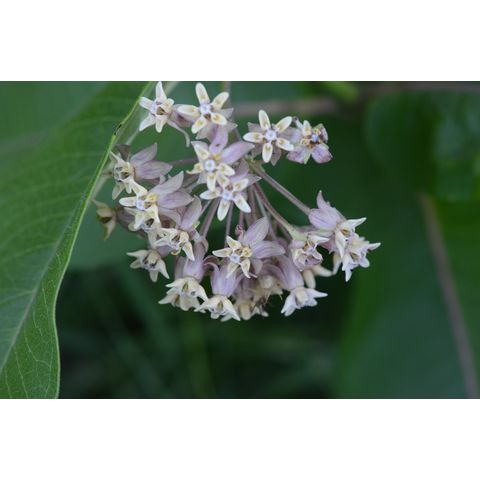 Asclepias speciosa