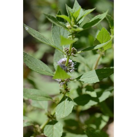 Mentha arvensis