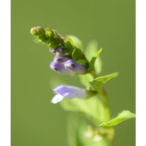 Scutellaria lateriflora